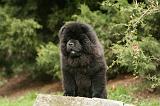 CHOW CHOW 695